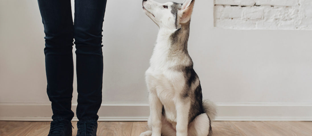 How your dog can affect your home insurance premium
